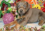 AKC Doberman puppies for sale