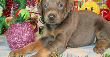 AKC Doberman puppies for sale