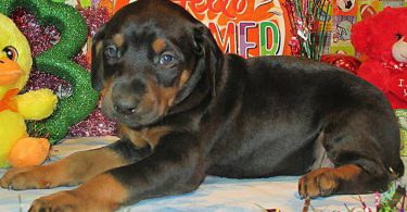 AKC Doberman puppies for sale