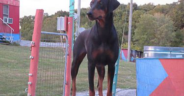 AKC Doberman puppies for sale