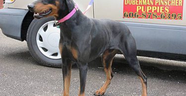 AKC Doberman puppies for sale