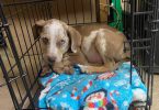 3 Catahoula puppies needing a home