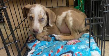 3 Catahoula puppies needing a home