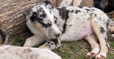3 Catahoula puppies needing a home