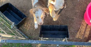 3 Catahoula puppies needing a home