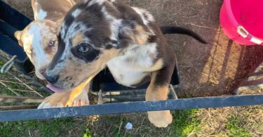 3 Catahoula puppies needing a home