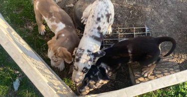 3 Catahoula puppies needing a home