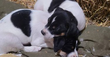 Jack Russell toy fox terrier mix