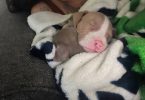 Pitbull pocket bully mix puppies