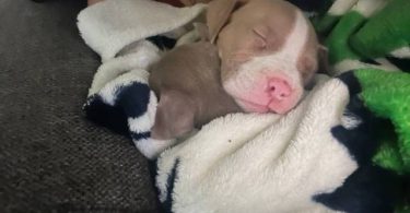 Pitbull pocket bully mix puppies