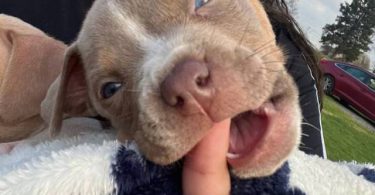Pitbull pocket bully mix puppies