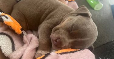 Pitbull pocket bully mix puppies