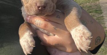Pitbull pocket bully mix puppies