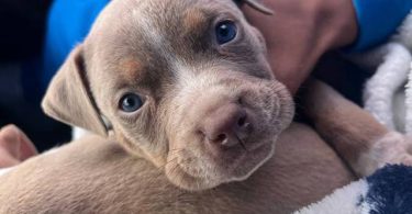 Pitbull pocket bully mix puppies