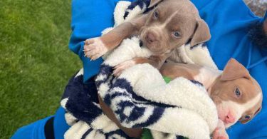 Pitbull pocket bully mix puppies
