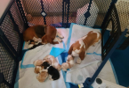 Purebred European Basset hounds