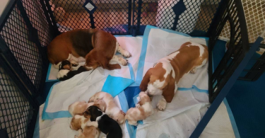 Purebred European Basset hounds