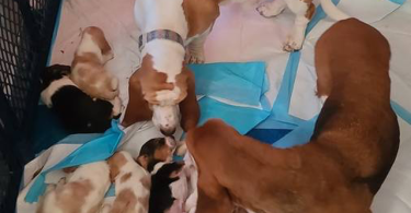 Purebred European Basset hounds