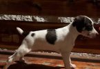 Standard Rat Terriers