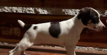 Standard Rat Terriers