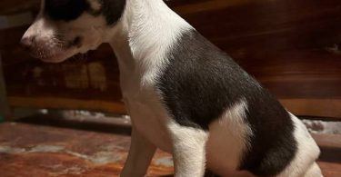 Standard Rat Terriers