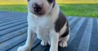 Standard Rat Terriers