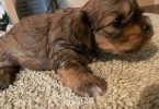 2 Cockapoo puppies for sale