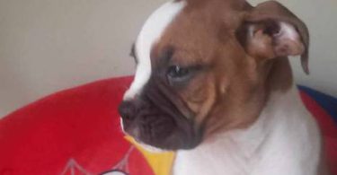 3 purebred Boxer puppies