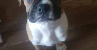 3 purebred Boxer puppies