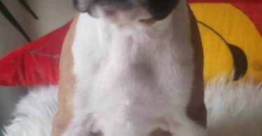 3 purebred Boxer puppies
