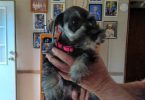 4 cute mini schnauzer puppies for sale