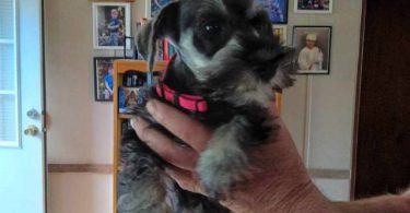 4 cute mini schnauzer puppies for sale