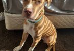 2 yo Pit bull