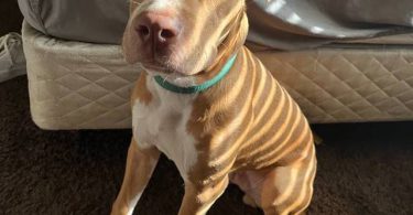 2 yo Pit bull