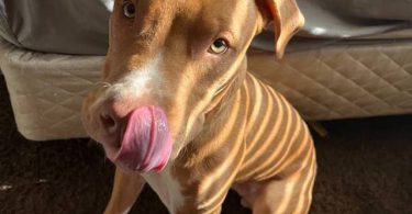 2 yo Pit bull