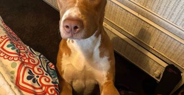 2 yo Pit bull
