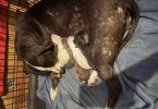 6 baby pitbull puppies