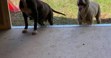 6 baby pitbull puppies