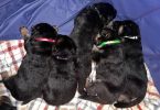 5 German Shepherd puppies for Sale