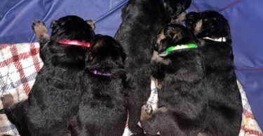 5 German Shepherd puppies for Sale