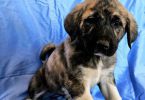 Anatolian /Great Pyrenees puppies for sale