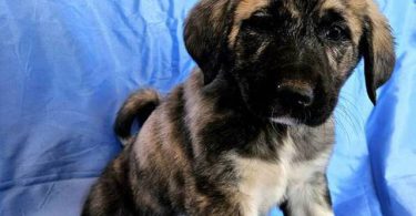 Anatolian /Great Pyrenees puppies for sale