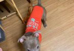 Neo needs a home