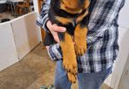 9 weeks old female Rottweiler