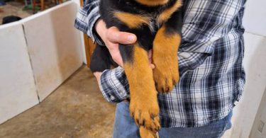 9 weeks old female Rottweiler