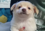 Pomeranian chihuahua puppies