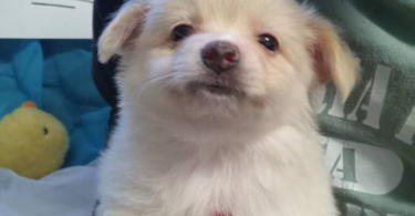 Pomeranian chihuahua puppies