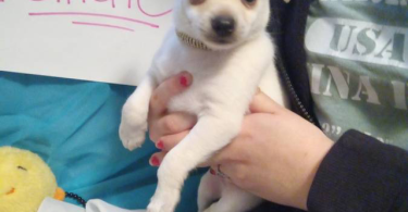 Pomeranian chihuahua puppies