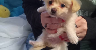Pomeranian chihuahua puppies