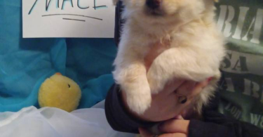 Pomeranian chihuahua puppies